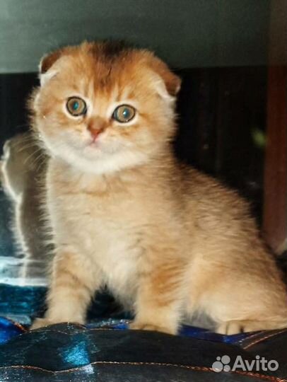 Шотландские золотые Котята