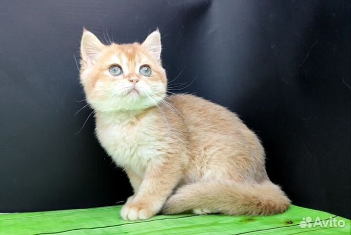 Британка ny12