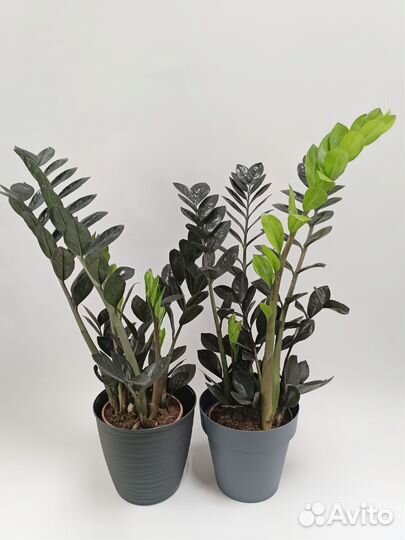 Замиокулькас черный Равен (Raven)