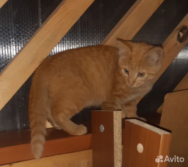 Рыжий котенок
