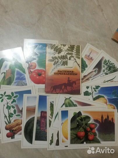 Наборы открыток: Цветы. Растения