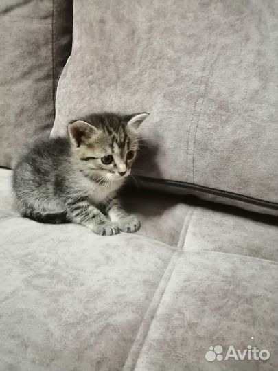 Милые котята