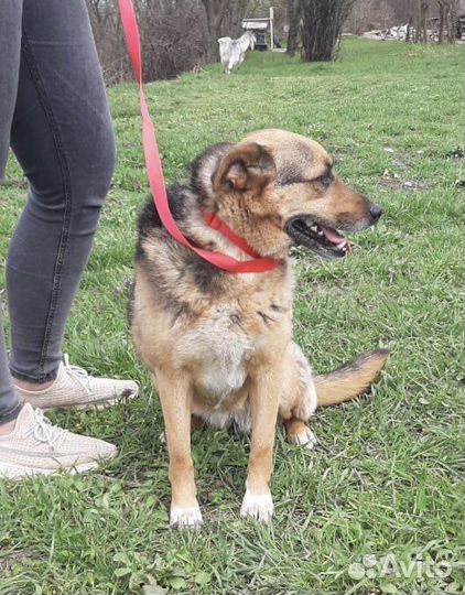 Лиза особенная собака улыбка