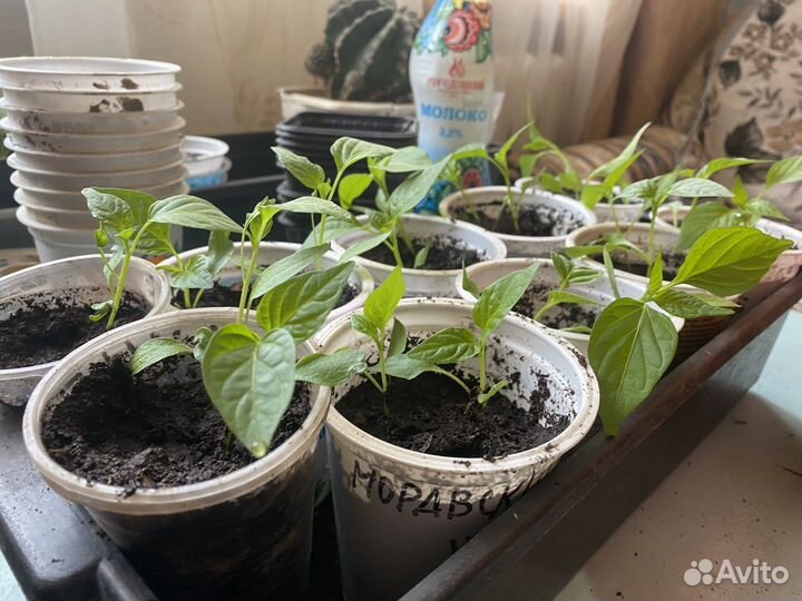 Рассада острого перца