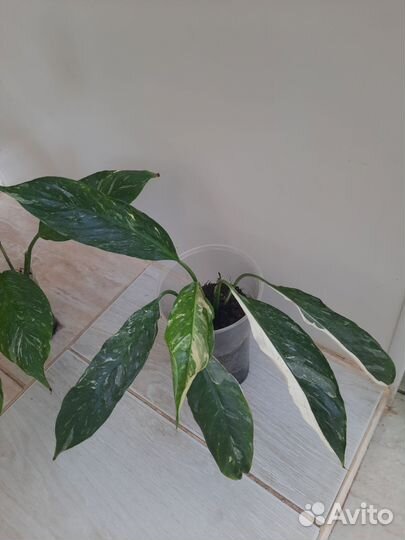 Спатифиллум Домино.Манстера альба