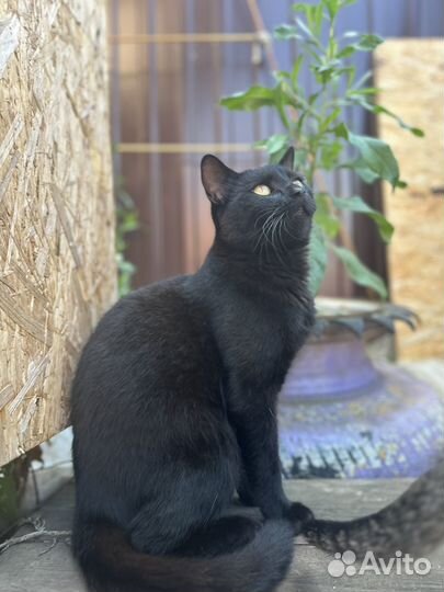 Котики бесплатно в добрые руки