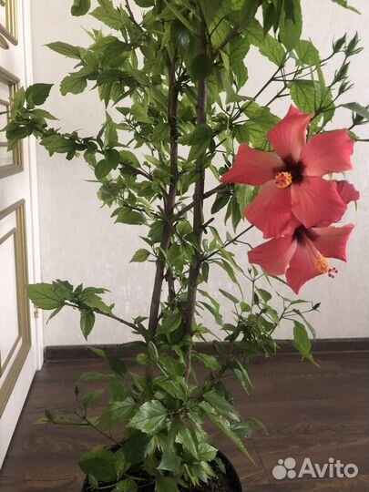 Гибискус китайская роза