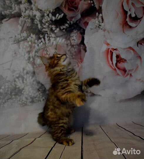 Котята курильский бобтейл