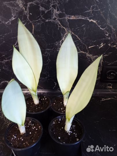 Сансевиерия сортовая