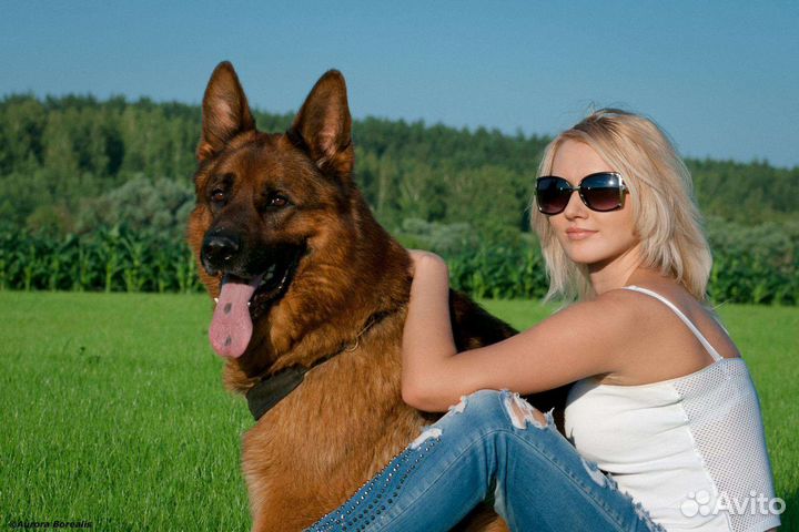 Фотосессии для владельцев собак