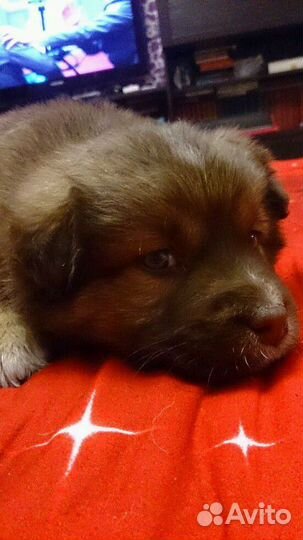 Передержка собак и кошек в домашних условиях