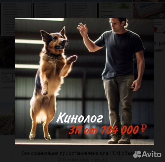 Работа кинологом