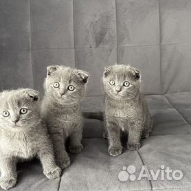 Кошки / Животные / Доска бесплатных объявлений Молдовы