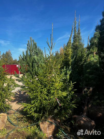 Сосна 6,5 метра