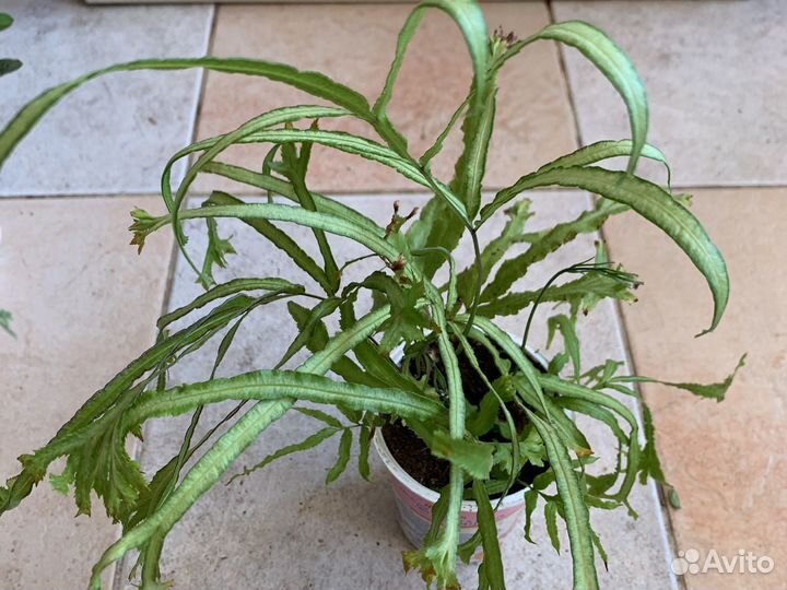 Папоротники платицериум, птерис