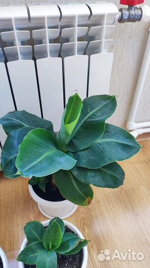 Банан комнатный