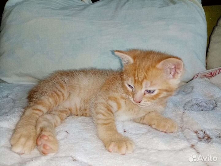 Маленький комочек счастья в добрые руки