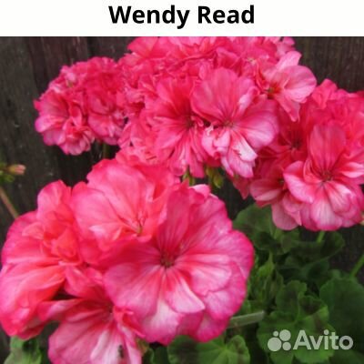Пеларгонии сортовые