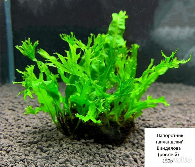Аквариумные растения и креветки