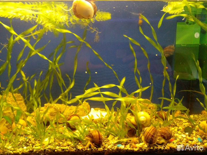 Молодь, Бриллиантовая цихлазома ампулярии