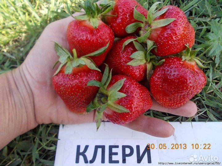 Рассада клубники