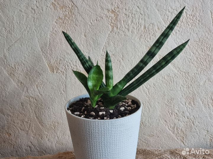 Сансивиерия Тиара Платинум