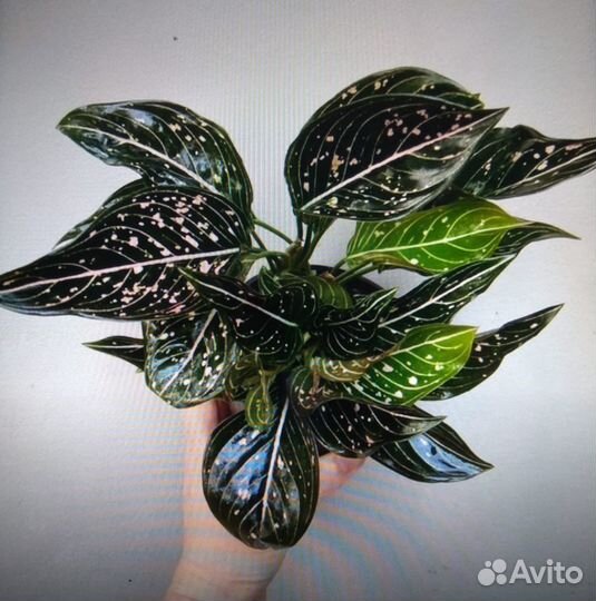 Аглаонема 2 (детки и подростки )