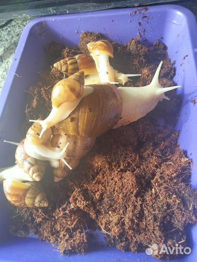 Улитка ахатинец