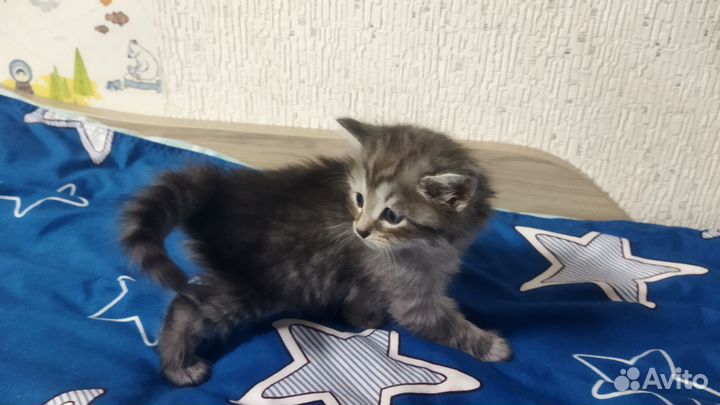Кошки в добрые руки бесплатно