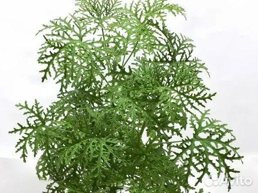 Пеларгонии ароматные, душистые