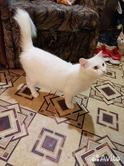 Кошки в добрые руки бесплатно