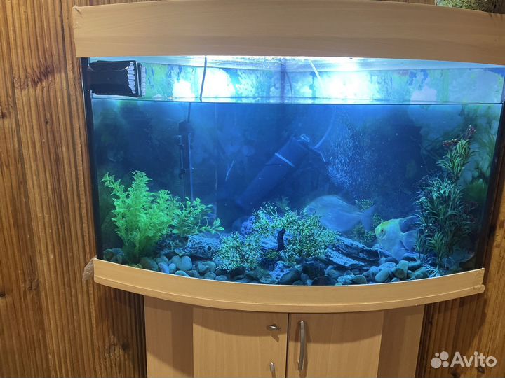 Аквариум
