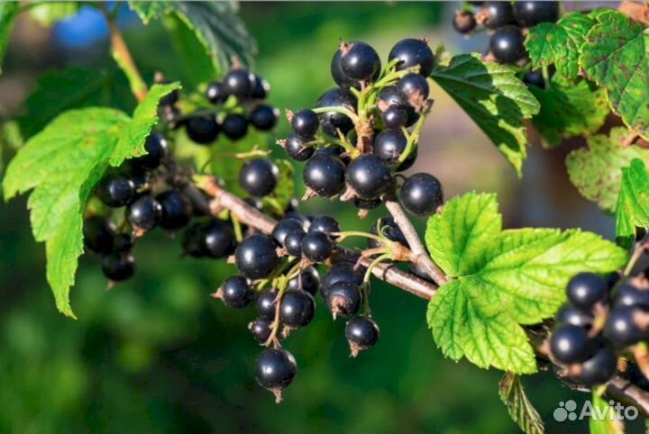 Саженцы черной смородины Очарвание
