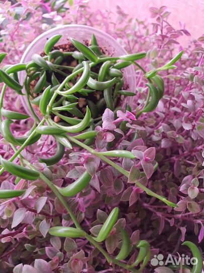 Крестовник