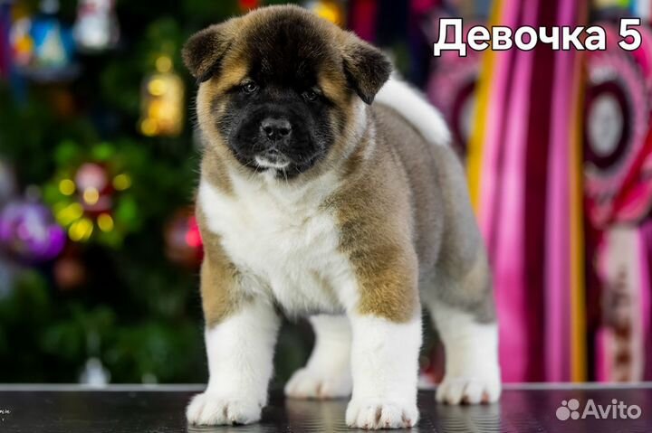 Щенки американской акиты