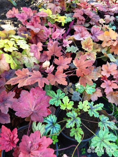 Гейхеры, Гейхереллы