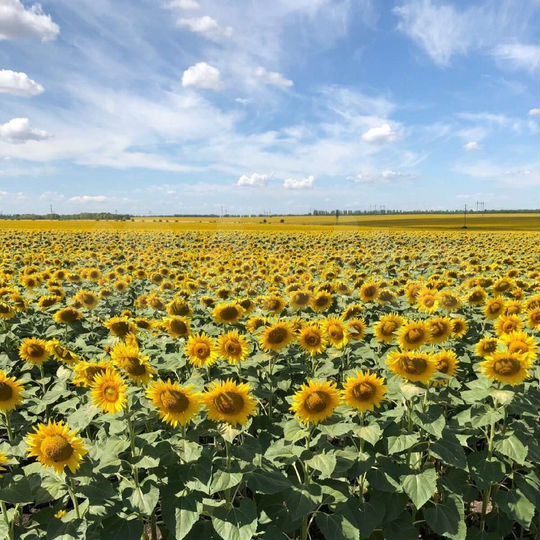 Участок 51 га (СНТ, ДНП)