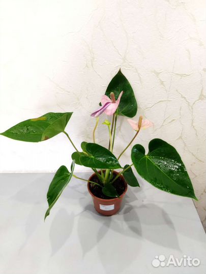 Антуриум Кавалли