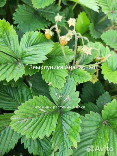 Земклуника Ананасная