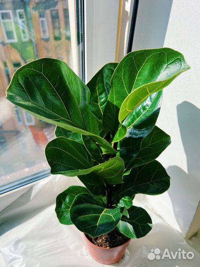 Фикус лирата Бамбино