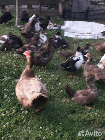 Утята индоутки