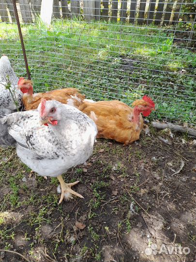 Мускусные утята тяжелой линии