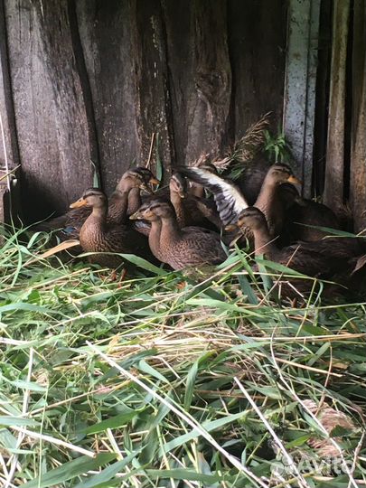 Дикие утки подсадные