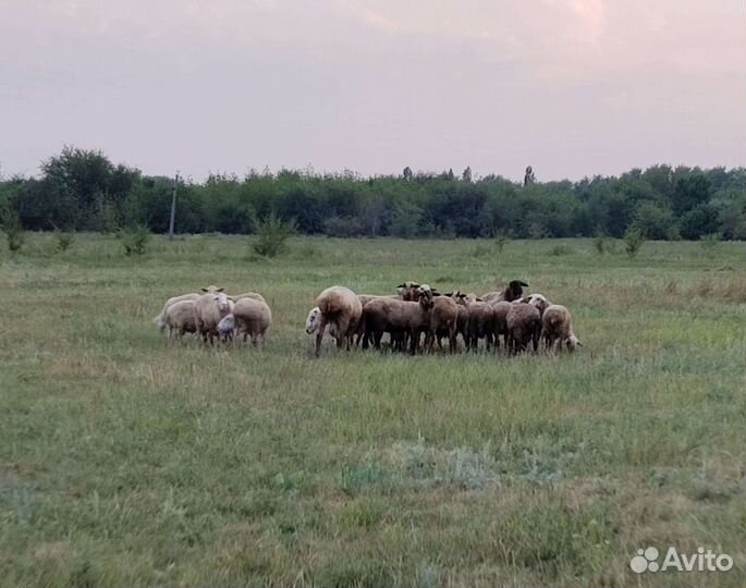 Овцы бараны ягнята