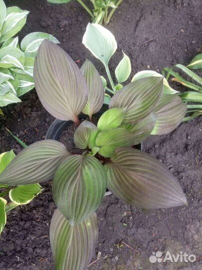 Хосты сортовые