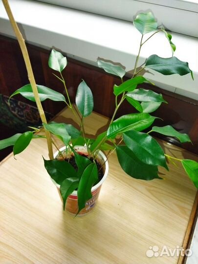 Фикус бенджамина