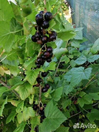 Бурая крупноплодная смородина Приморский чемпион
