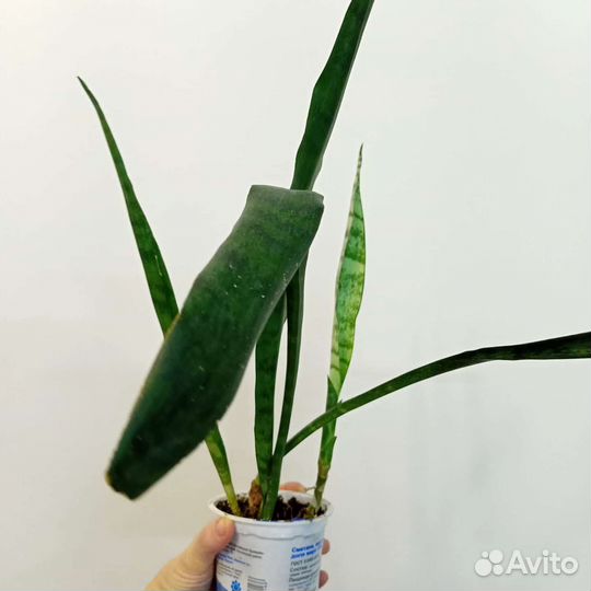 Сансевьерии