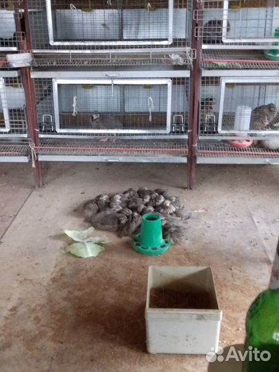 Кеклики взрослые яйца.Выращиваем на заказ от 50 ци