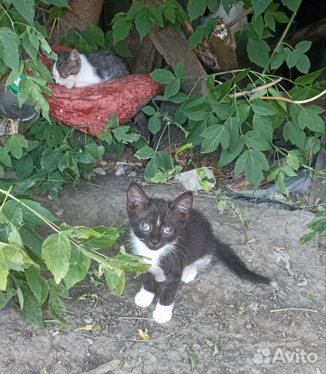 Бездомные котята ищут дом